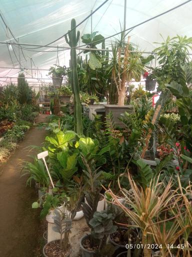 عکس گل خانه گل