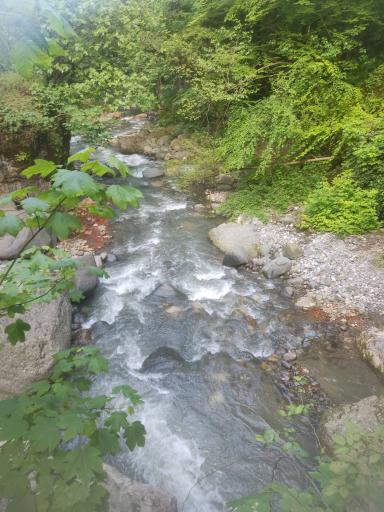 عکس بوستان جنگلی صفارود