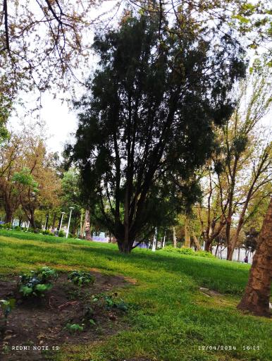 عکس پارک مطهر