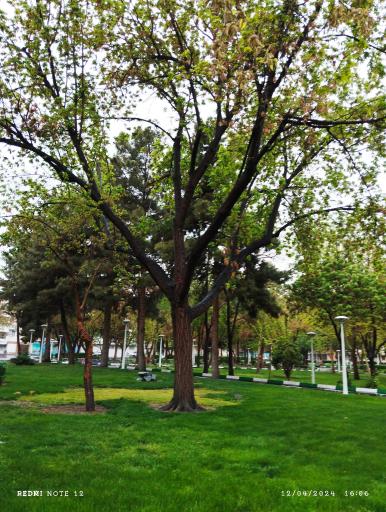 عکس پارک مطهر