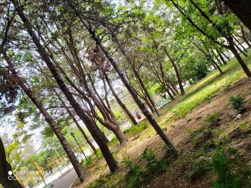 عکس پارک امام علی