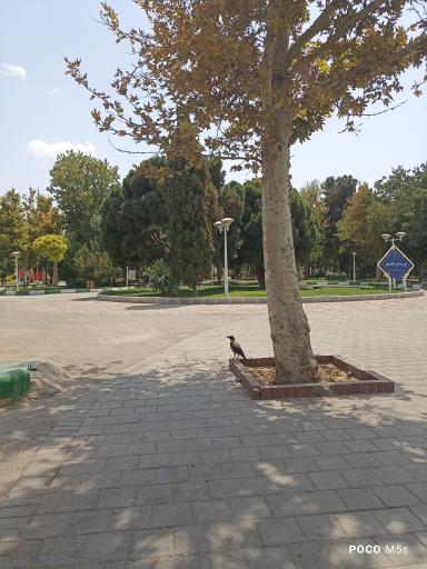 عکس پارک مطهر