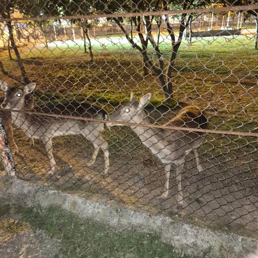 عکس پارک دهکده طلایی