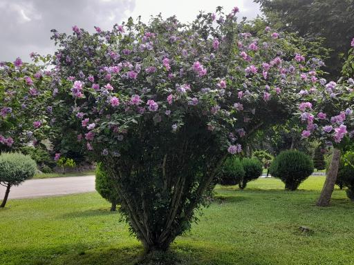 عکس پارک دهکده طلایی