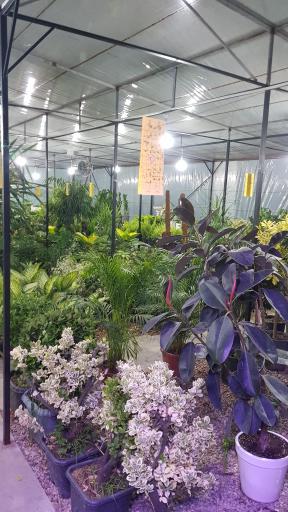 عکس گل و گیاه آس