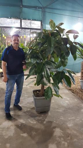 عکس گل و گیاه آس