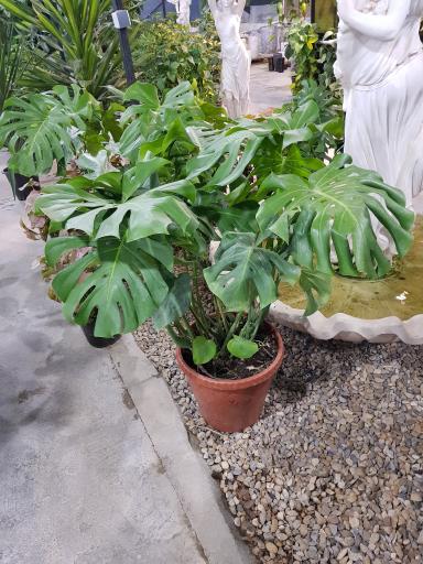 عکس گل و گیاه آس