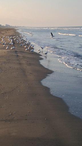 عکس ساحل عباس آباد 