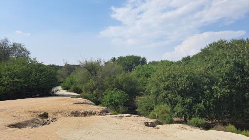 عکس طبیعت سرسبز برکه خلف