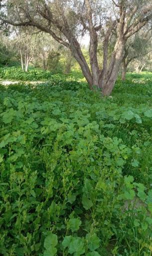 عکس طبیعت سرسبز برکه خلف