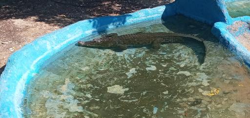 عکس طبیعت سرسبز برکه خلف