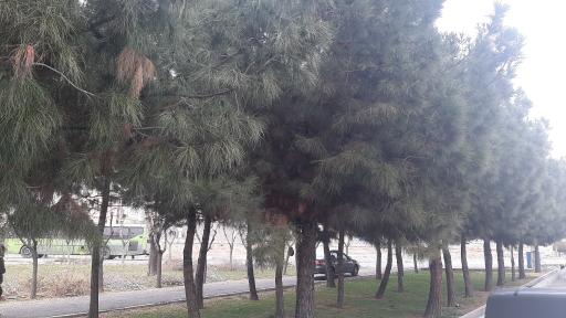 عکس پارک شهرک رفاه