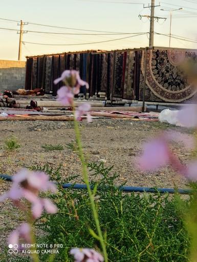 عکس قالیشویی  و مبل شویی اتوماتیک امیر 