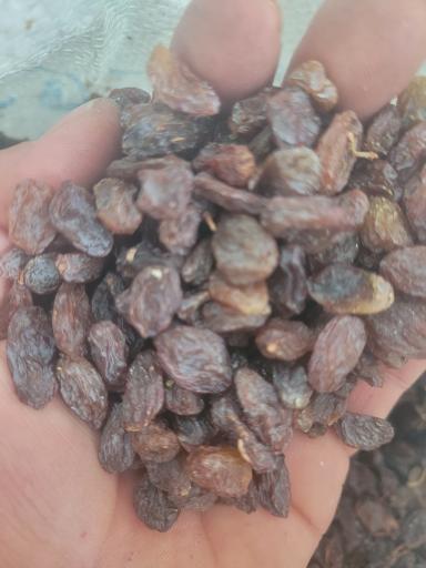 عکس پخش خشکبار عرش 