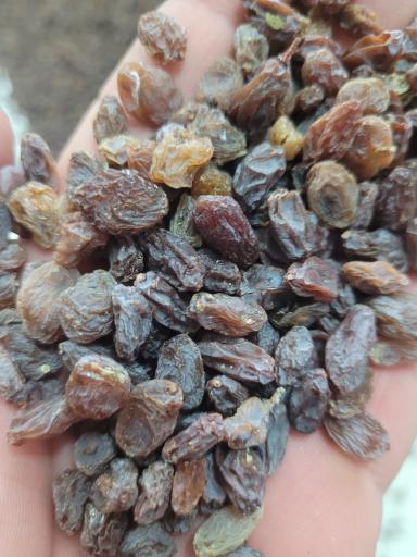 عکس پخش خشکبار عرش 