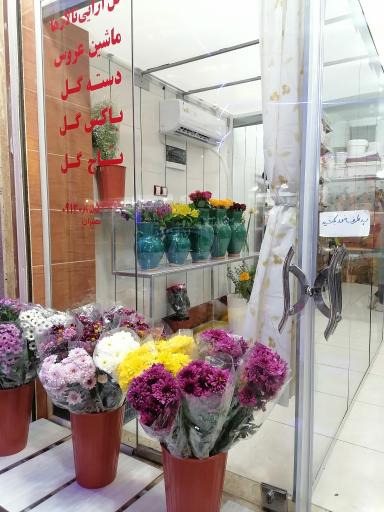 عکس گلسرای ستاره 