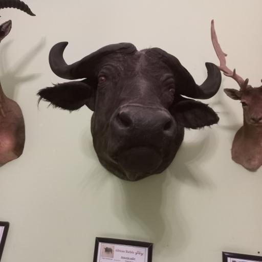 عکس موزه حیات وحش و آثار طبیعی هفت چنار