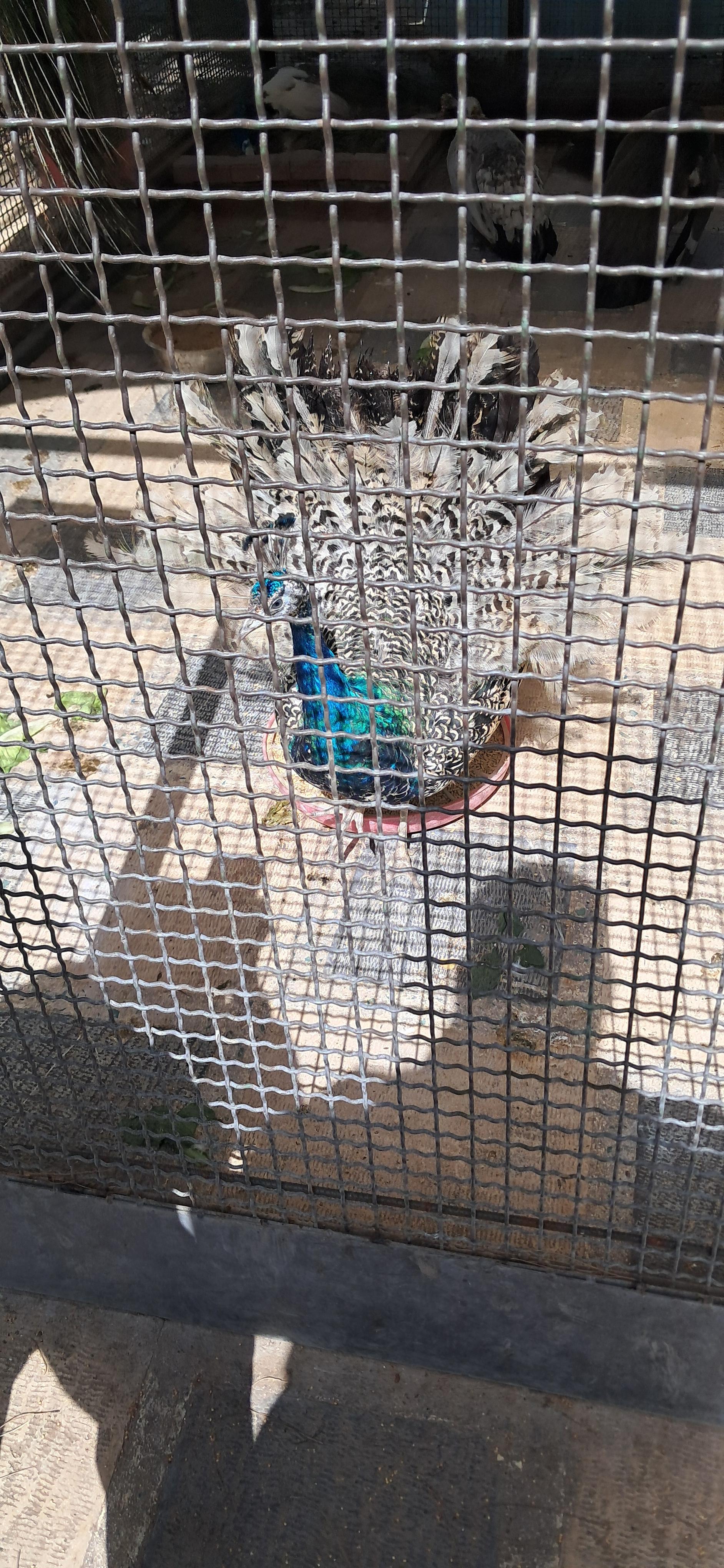 عکس موزه حیات وحش و آثار طبیعی هفت چنار