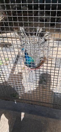 عکس موزه حیات وحش و آثار طبیعی هفت چنار