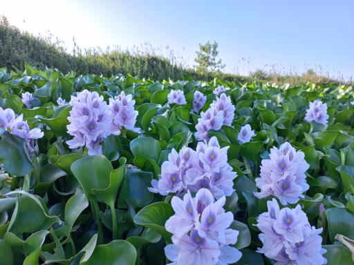 عکس رودخانه شلمان رود