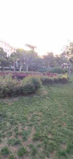 عکس بوستان شادی