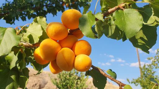عکس حیدره بالای شهر