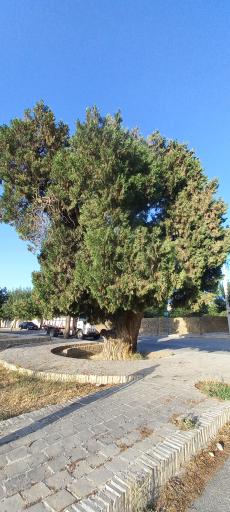 عکس درخت کهنسال اُرس ۸۰۰ ساله راز 