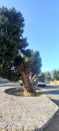 عکس درخت کهنسال اُرس ۸۰۰ ساله راز 