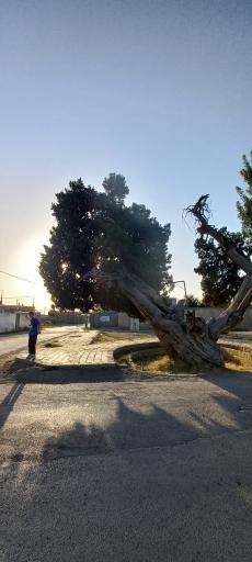 عکس درخت کهنسال اُرس ۸۰۰ ساله راز 