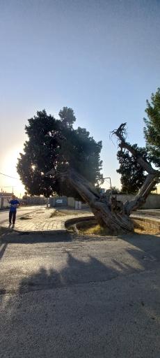 عکس درخت کهنسال اُرس ۸۰۰ ساله راز 