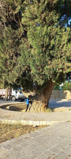 عکس درخت کهنسال اُرس ۸۰۰ ساله راز 