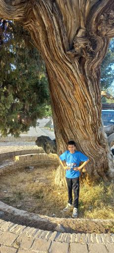 عکس درخت کهنسال اُرس ۸۰۰ ساله راز 