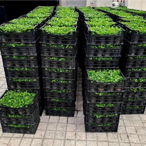 عکس گلکده گلشید