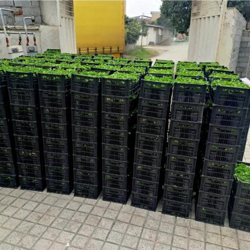 عکس گلکده گلشید