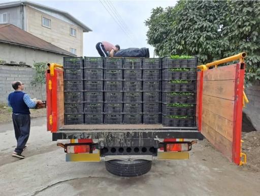 عکس گلکده گلشید