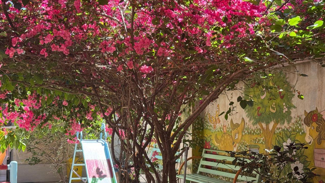 عکس مهد کودک جوانه 