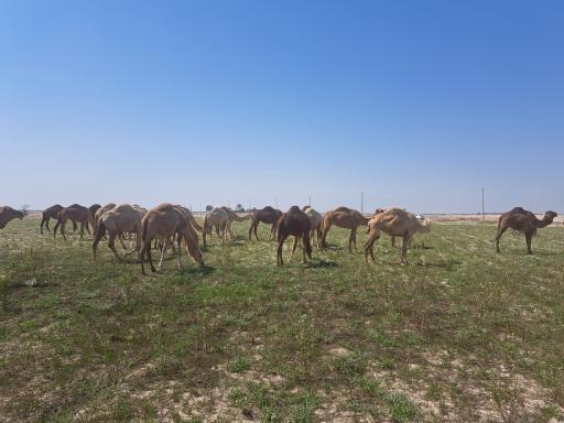 عکس نخلستان های آب‌پخش