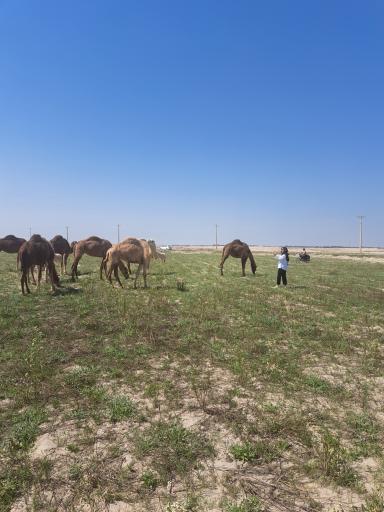 عکس نخلستان های آب‌پخش