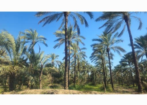 عکس نخلستان های آب‌پخش
