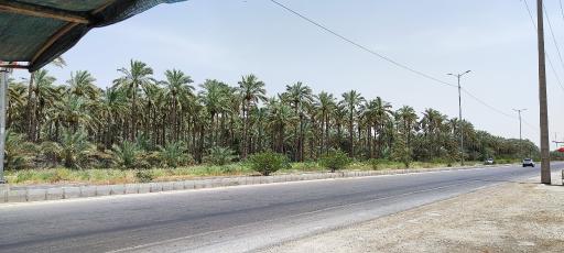 عکس نخلستان های آب‌پخش
