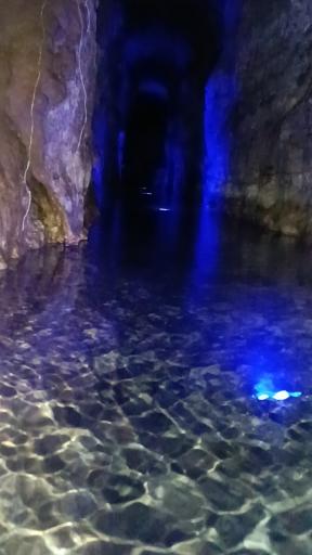 عکس غال شغال