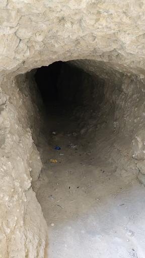 عکس غال شغال