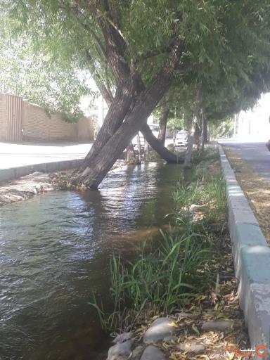 حسن حافظ
