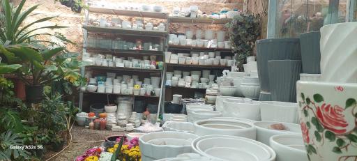 گلفروشی شبانه روزی ثروت