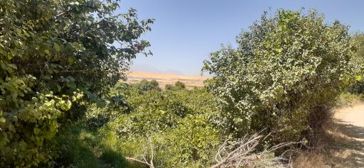 عکس وهمان