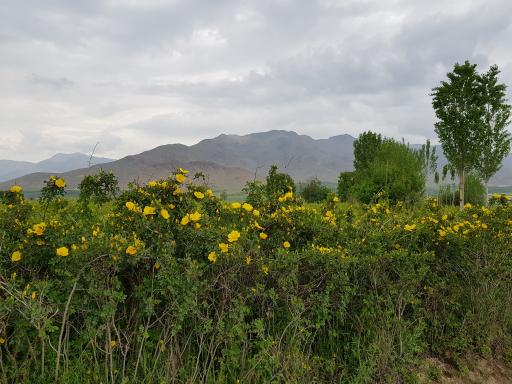 عکس وهمان