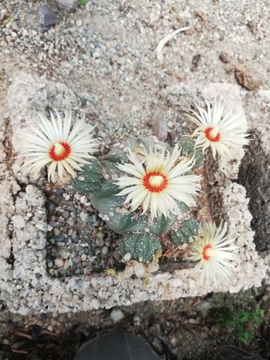 عکس شهر کاکتوس