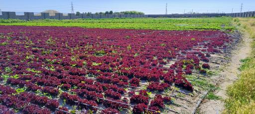 عکس گلخانه میروکیل