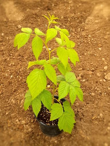 عکس گلخانه میروکیل