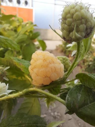 عکس گلخانه میروکیل
